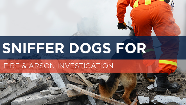 Sniffer Dogs for Fire & Arson Investigation?